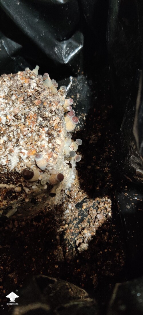 Is this contamination or bruising? 693f579b35466