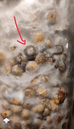 More contamination than anything else 694da78917d6b