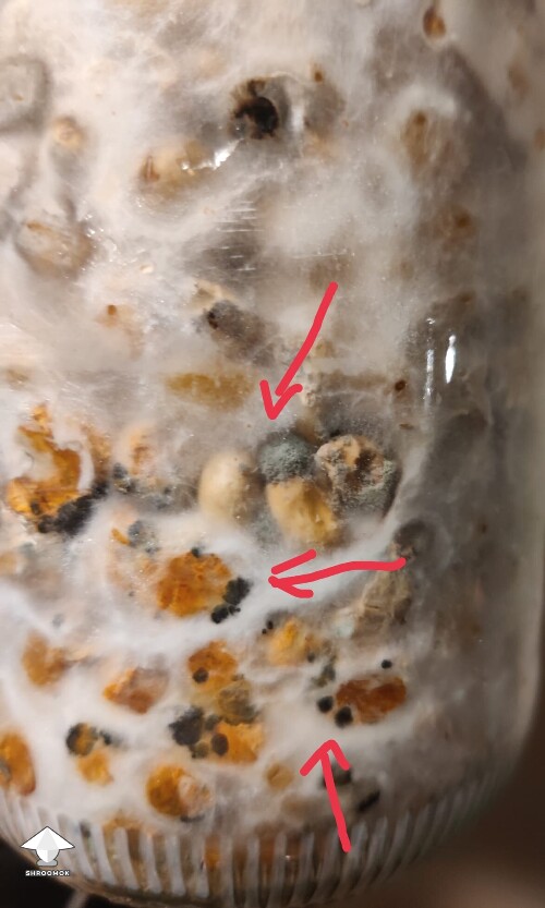 Thumbnail: More contamination than anything else 694da789b787a