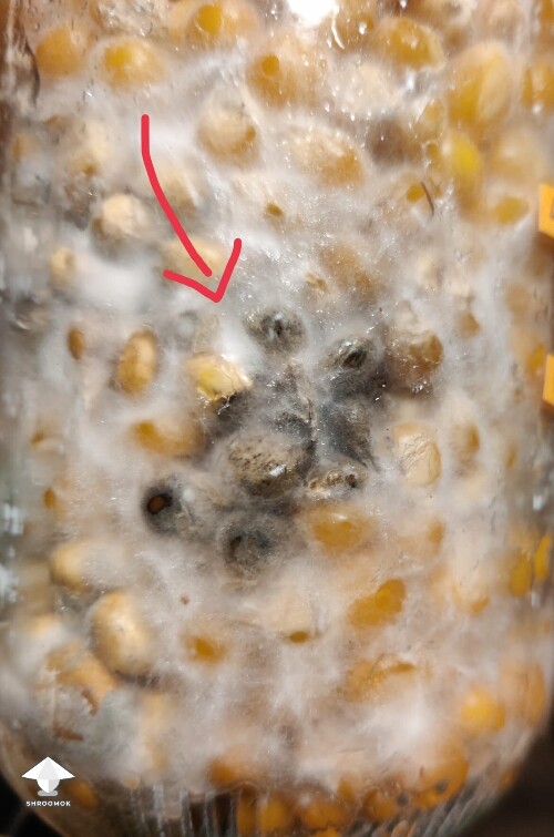 Thumbnail: More contamination than anything else 694da78a68178