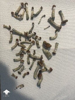 Turning black when dehydrating 6951749bc84ea