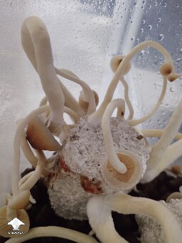 A spot of orange and a spot of black 695324f6879a6