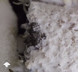 A spot of orange and a spot of black 6953561ac1bf1