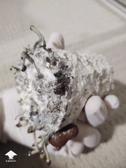 Blue and some black spots