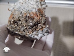 A spot of orange and a spot of black 6953aa847f53d