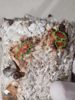 A spot of orange and a spot of black 6953c42b172e3