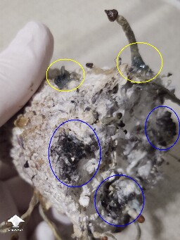 A spot of orange and a spot of black 6953c42d9327b