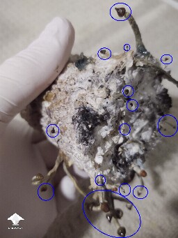 A spot of orange and a spot of black 6953c42ebffb1