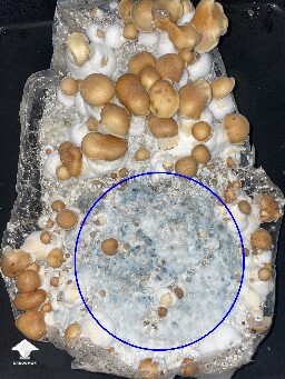First timer – Hillbilly shrooms and mycelium bruising