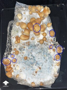 First timer – Hillbilly mushrooms and mild bacterial blotch on caps 