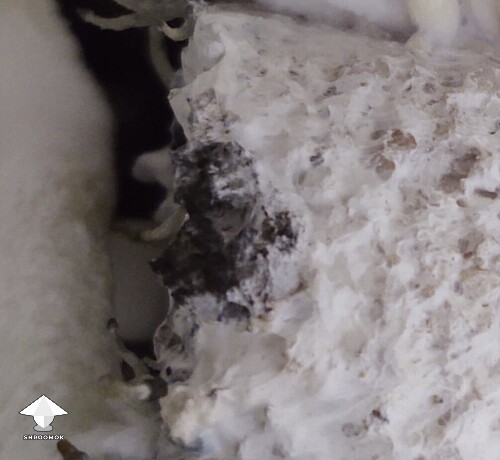 Thumbnail: A spot of orange and a spot of black 6953561ac1bf1