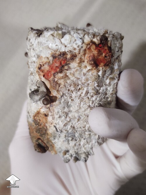 Thumbnail: A spot of orange and a spot of black 6953aa7c8dc80