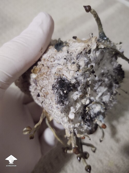 Thumbnail: A spot of orange and a spot of black 6953aa7f5fdad