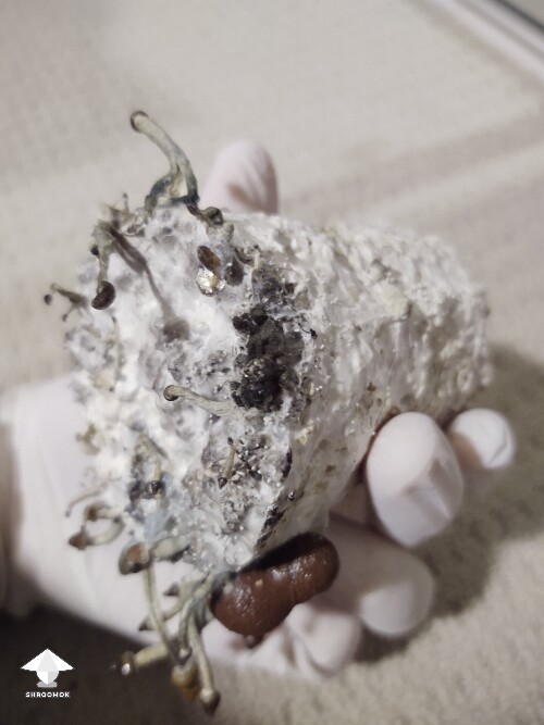 Thumbnail: A spot of orange and a spot of black 6953aa81db626