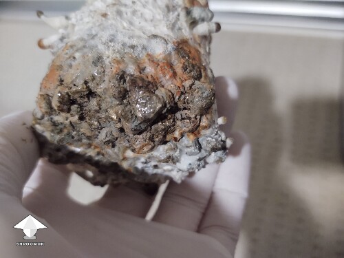 Thumbnail: A spot of orange and a spot of black 6953aa847f53d