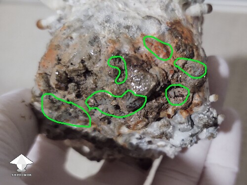 A spot of orange and a spot of black 6953c42cbd4fd