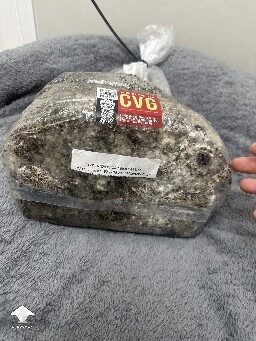 Grow bag 2.0 mycelium taking a while to form 6957aea9c6929