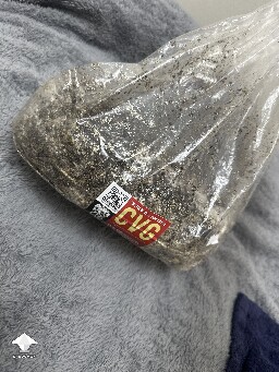 Grow bag 2.0 mycelium taking a while to form 6957aeec66742