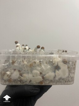 Is it normal to have green mycelium in mushroom cake and on some other mushrooms? #2