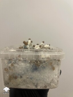 Is it normal to have green mycelium in mushroom cake and on some other mushrooms? #3