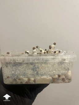 Is it normal to have green mycelium in mushroom cake and on some other mushrooms? #4