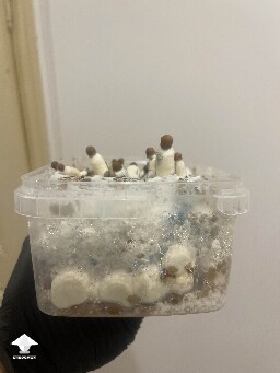 Is it normal to have green mycelium in mushroom cake and on some other mushrooms? #5