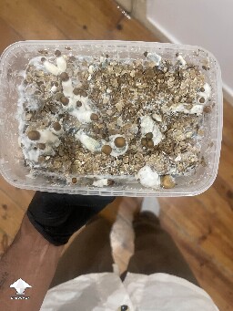 Is it normal to have green mycelium in mushroom cake and on some other mushrooms?