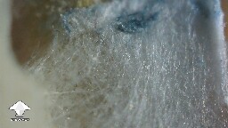 Is this mycelial bruising or mold - in some of the air gaps in the grain I noticed some fluff slightly blue #2