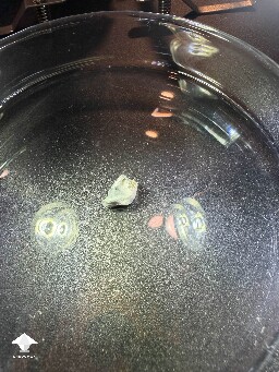 Is this mycelial bruising or mold - in some of the air gaps in the grain I noticed some fluff slightly blue