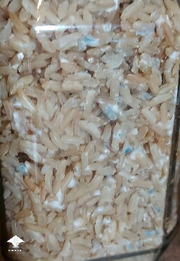 Mycelium bruising which can easily be confused with mold contamination #2