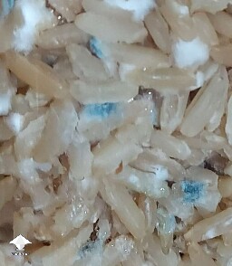 Mycelium bruising which can easily be confused with mold contamination