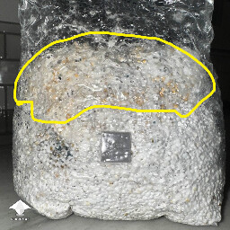 The yellowish areas in the grain bag are mycelial metabolites