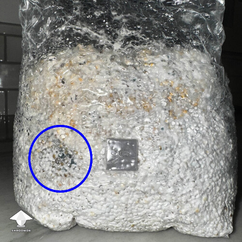 Does it look contaminated or bruised – fingerprint bruising