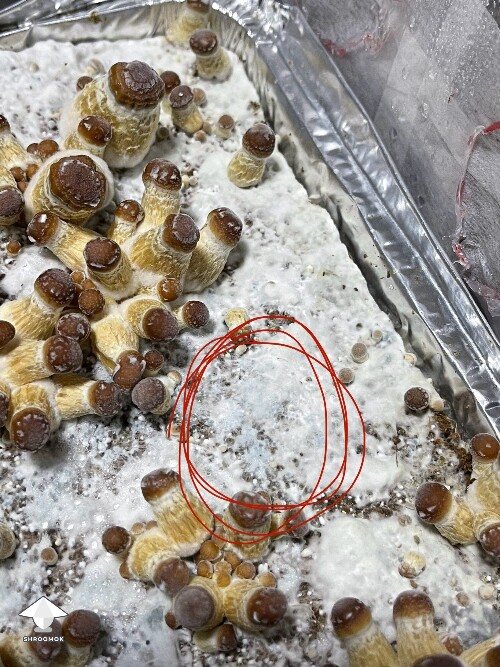 Is it normal for mycelium such blue color