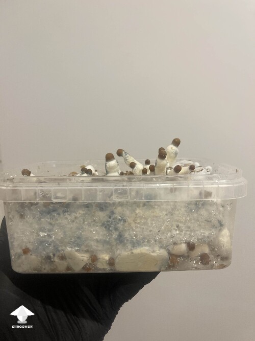 Is it normal to have green mycelium in mushroom cake and on some other mushrooms? #4