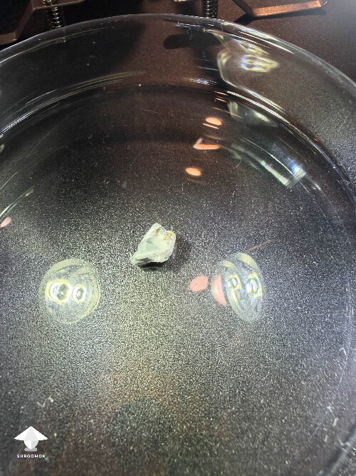 Is this mycelial bruising or mold - in some of the air gaps in the grain I noticed some fluff slightly blue