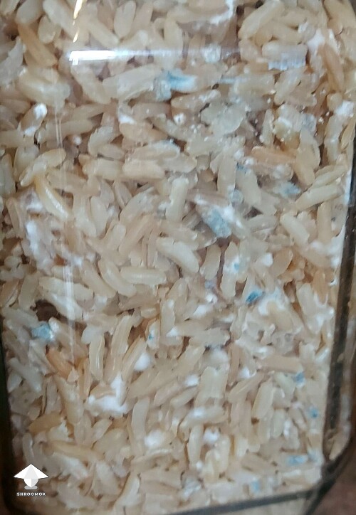 Mycelium bruising which can easily be confused with mold contamination #2