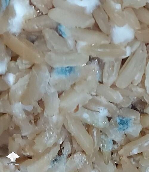 Mycelium bruising which can easily be confused with mold contamination