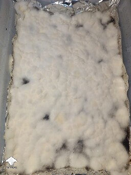 Perfect fruiting conditions but I have mycelium overlay again