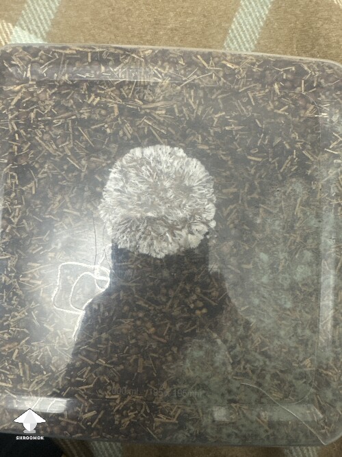 Thumbnail: Grow bag 2.0 mycelium taking a while to form 695be01cdfbe2