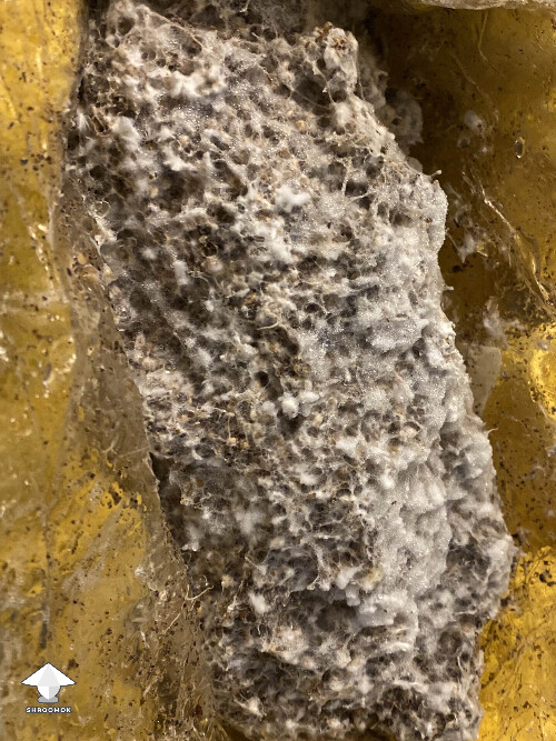 Mycelium overlay or not?