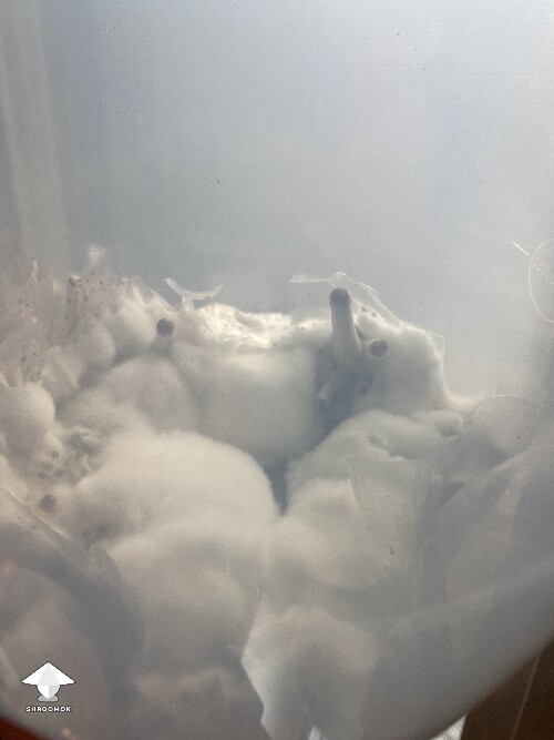 Natalensis vs contamination – it's amazing how resilient Natalensis are