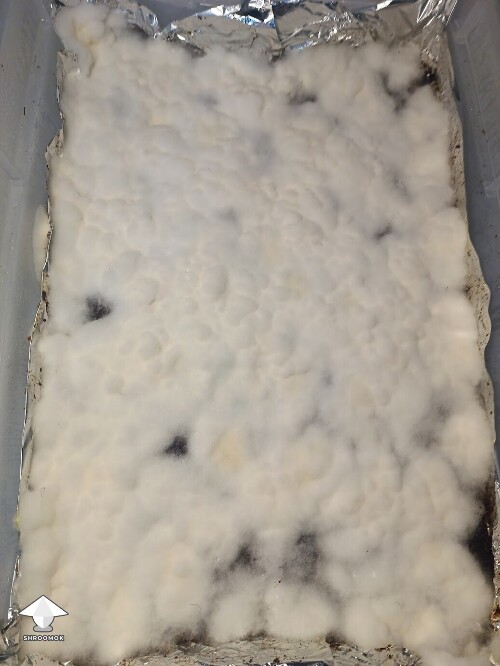 Perfect fruiting conditions but I have mycelium overlay again