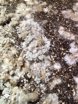 Green mold contamination on mushroom cake