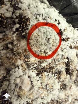 Mycelium turning green - it didn't look this way yesterday