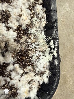 To my untrained eye this looks like Trich or other green mold on mushroom cake