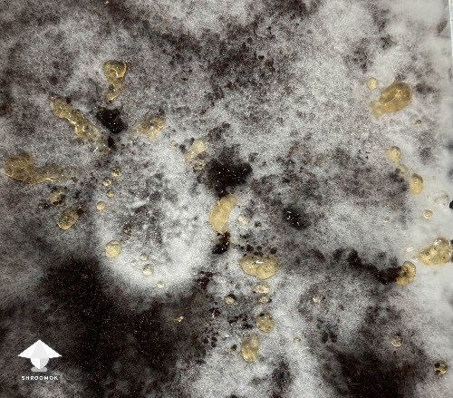 Mycelium metabolites aka mushroom piss on mycelium