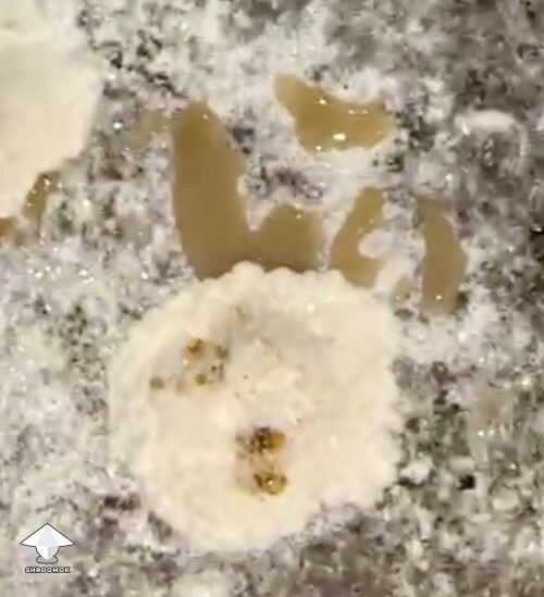 Wet bubble disease mycogone - coral-like dents in the mycelium clump and brown cloudy liquid around it