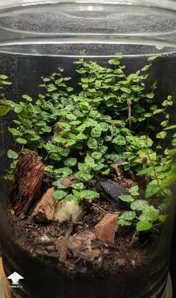 Unusual closed florarium experiment 696f5cd66c6e8