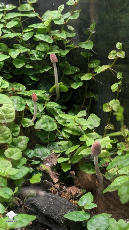 Thumbnail: Unusual closed florarium experiment 696f5cd851095